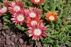 Perene: Delosperma dyeri red mountain